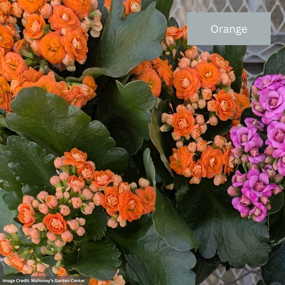 Calandiva – 6″ Pot